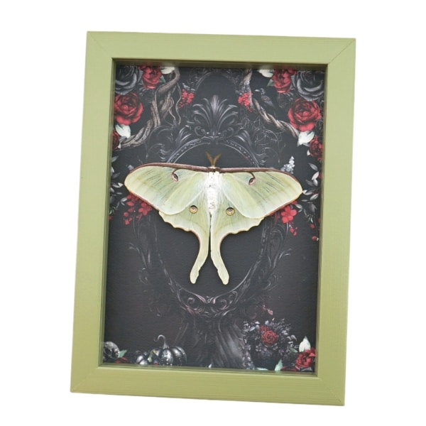Framed Luna Moth Gothic Black Roses Actias luna Resting Framed Taxidermy Sage Green