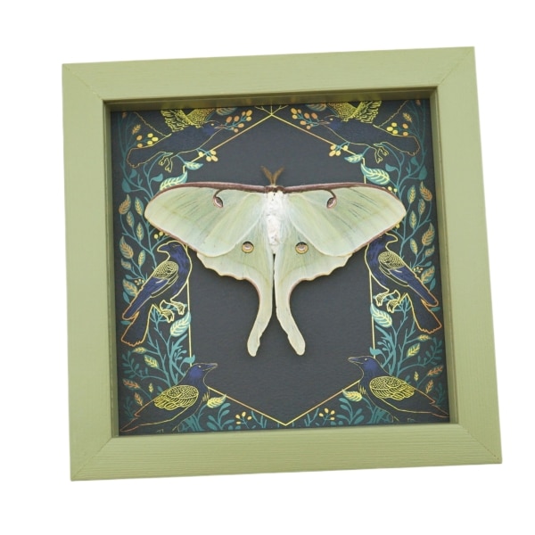 Framed Luna Moth Gothic Ravens Actias luna Resting Taxidermy Sage Green