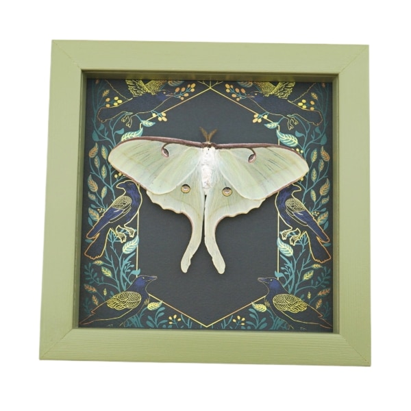 Framed Luna Moth Gothic Ravens Actias luna Resting Taxidermy Sage Green