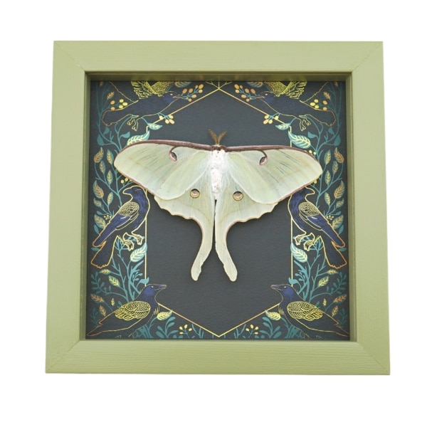 Framed Luna Moth Gothic Ravens Actias luna Resting Taxidermy Sage Green