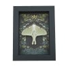 Real Luna Moth Gothic Ravens Actias luna Female Resting Framed Taxidermy Display