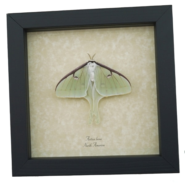 Luna Moth Display Real Framed Actias luna Resting Insect Taxidermy