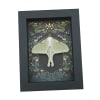 Real Luna Moth Gothic Ravens Actias luna Female Resting Framed Taxidermy Display