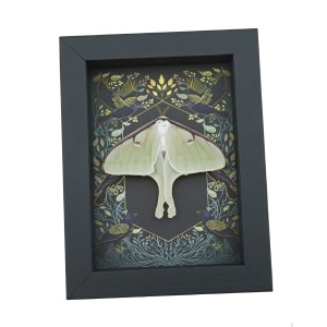 Real Luna Moth Gothic Ravens Actias luna Female Resting Framed Taxidermy Display