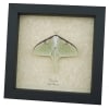 Luna Moth Display Real Framed Actias luna Resting Insect Taxidermy