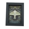 Real Luna Moth Gothic Ravens Actias luna Female Resting Framed Taxidermy Display