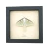 Luna Moth Display Real Framed Actias luna Resting Insect Taxidermy