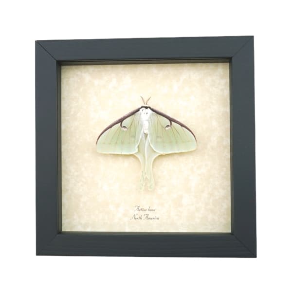 Luna Moth Display Real Framed Actias luna Resting Insect Taxidermy