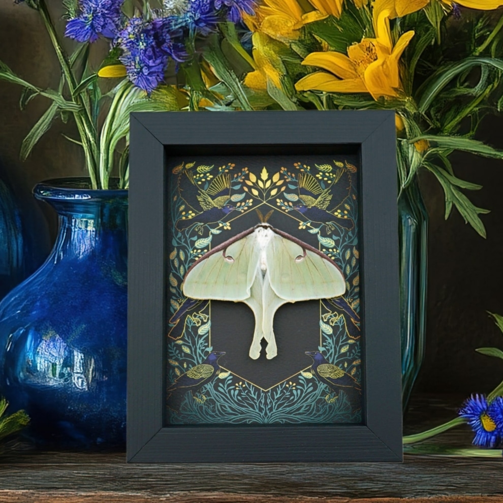 Real Luna Moth Gothic Ravens Actias luna Female Resting Framed Taxidermy Display