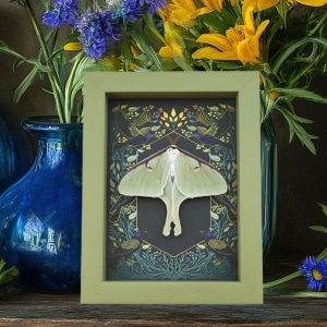 Real Luna Moth Gothic Ravens Actias luna Resting Framed Taxidermy Sage Green Display