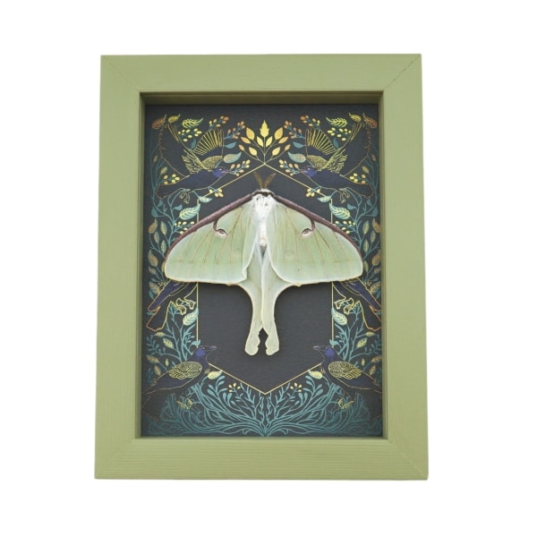 Real Luna Moth Gothic Ravens Actias luna Resting Framed Taxidermy Sage Green Display