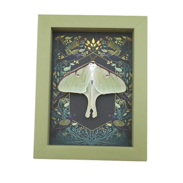 Real Luna Moth Gothic Ravens Actias luna Resting Framed Taxidermy Sage Green Display
