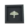 Framed Luna Moth Actias luna Resting Real Taxidermy Moonlight Display