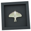 Framed Luna Moth Actias luna Resting Real Taxidermy Moonlight Display