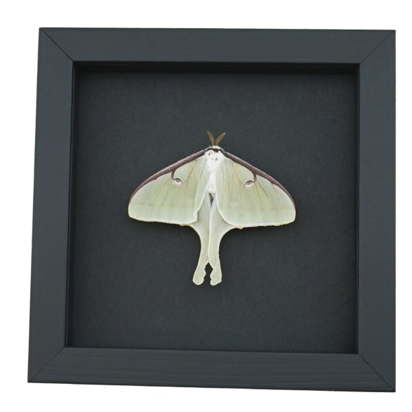 Framed Luna Moth Actias luna Resting Real Taxidermy Moonlight Display