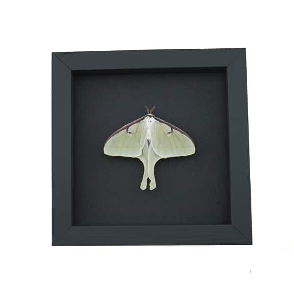 Framed Luna Moth Actias luna Resting Real Taxidermy Moonlight Display
