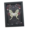 Framed Luna Moth Gothic Black Roses Actias luna Framed Taxidermy Display
