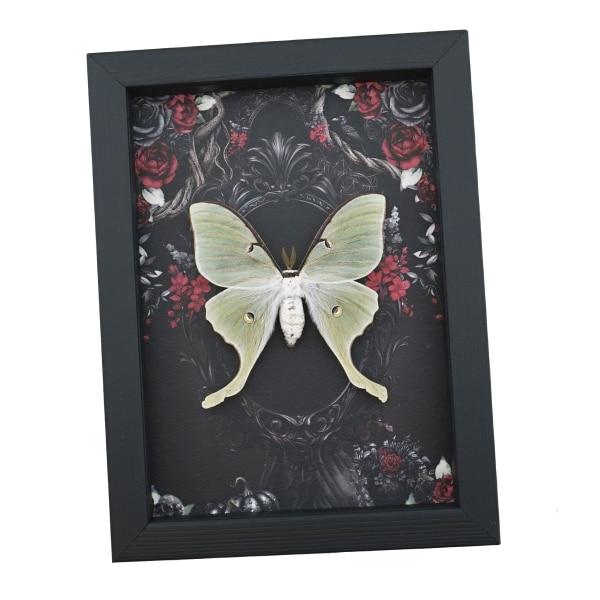 Framed Luna Moth Gothic Black Roses Actias luna Framed Taxidermy Display