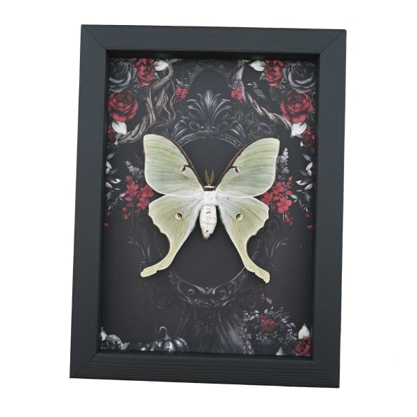Framed Luna Moth Gothic Black Roses Actias luna Framed Taxidermy Display