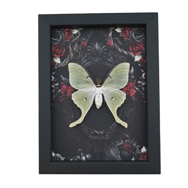 Framed Luna Moth Gothic Black Roses Actias luna Framed Taxidermy Display