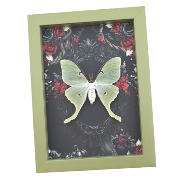 Framed Luna Moth Gothic Black Roses Actias luna Framed Taxidermy Sage Green
