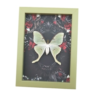 Framed Luna Moth Gothic Black Roses Actias luna Framed Taxidermy Sage Green