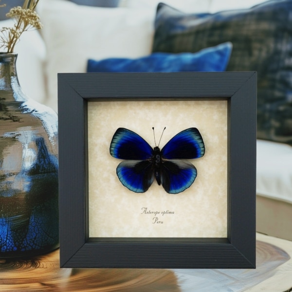 Asterope optima Electric Blue Butterfly Framed Taxidermy Display