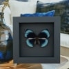 Asterope optima Female Electric Blue Butterfly Framed Taxidermy Moonlight Display