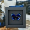 Asterope optima Electric Blue Butterfly Framed Taxidermy Moonlight Display