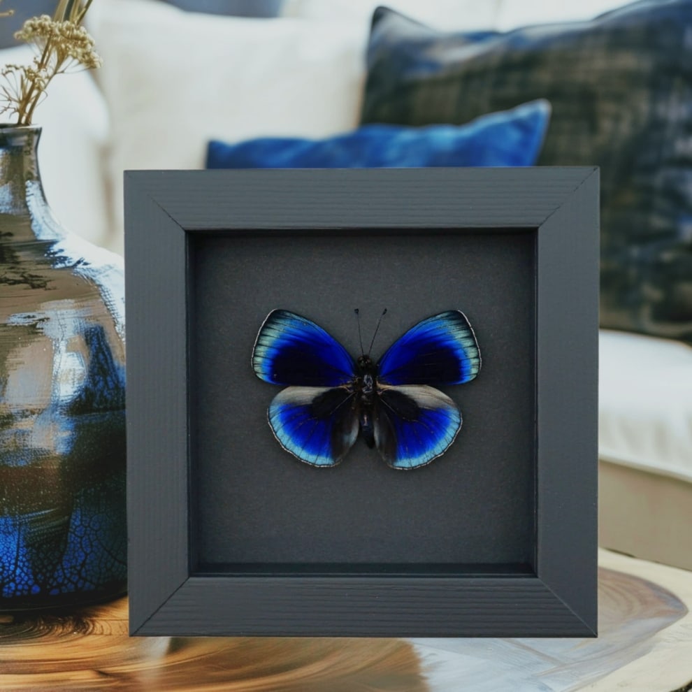 Asterope optima Electric Blue Butterfly Framed Taxidermy Moonlight Display