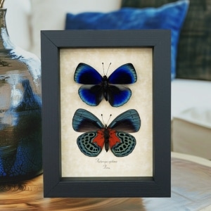 Asterope optima Blue Butterfly Collection Framed Taxidermy Display
