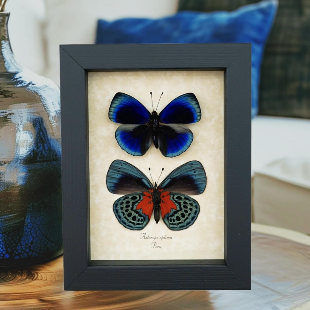 Asterope optima Blue Butterfly Collection Framed Taxidermy Display Asterope optima Blue Butterfly Collection Framed Taxidermy Display