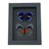 Asterope optima Blue Butterfly Collection Framed Taxidermy Moonlight Display