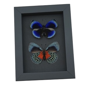 Asterope optima Blue Butterfly Collection Framed Taxidermy Moonlight Display
