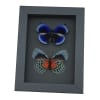 Asterope optima Blue Butterfly Collection Framed Taxidermy Moonlight Display