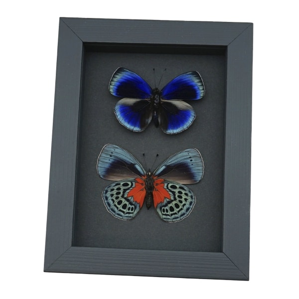 Asterope optima Blue Butterfly Collection Framed Taxidermy Moonlight Display