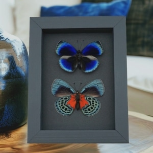 Asterope optima Blue Butterfly Collection Framed Taxidermy Moonlight Display