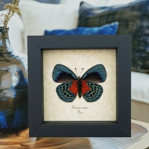 Asterope optima Verso Butterfly Blood Red Patch Framed Taxidermy Display