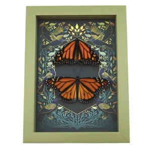 Framed Monarch Butterflies Gothic Ravens Danaus Plexippus Butterfly Set Taxidermy Sage Green Display