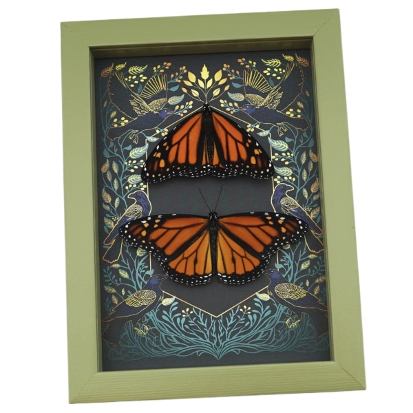 Framed Monarch Butterflies Gothic Ravens Danaus Plexippus Butterfly Set Taxidermy Sage Green Display