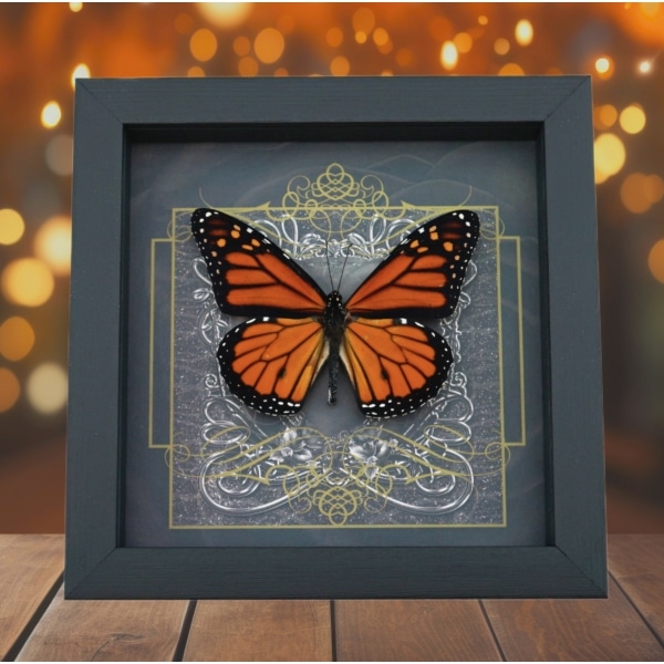 Danaus plexippus male Monarch Butterfly Gothic Black Heart Framed Taxidermy Display