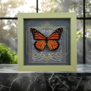 Danaus plexippus male Monarch Butterfly Gothic Black Heart Framed Taxidermy Sage Green Display