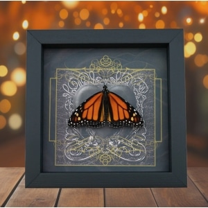 Danaus plexippus Male Resting Monarch Butterfly Gothic Black Heart Framed Taxidermy Display
