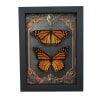 Framed Monarch Butterfly Set Gothic Red Border Danaus Plexippus Resting Taxidermy Display