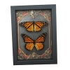 Framed Monarch Butterfly Set Gothic Red Border Danaus Plexippus Resting Taxidermy Display