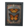 Framed Monarch Butterfly Set Gothic Red Border Danaus Plexippus Resting Taxidermy Display