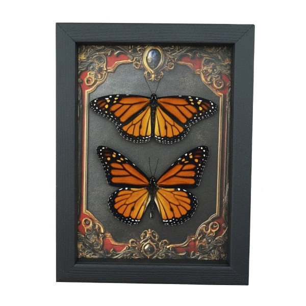 Framed Monarch Butterfly Set Gothic Red Border Danaus Plexippus Resting Taxidermy Display