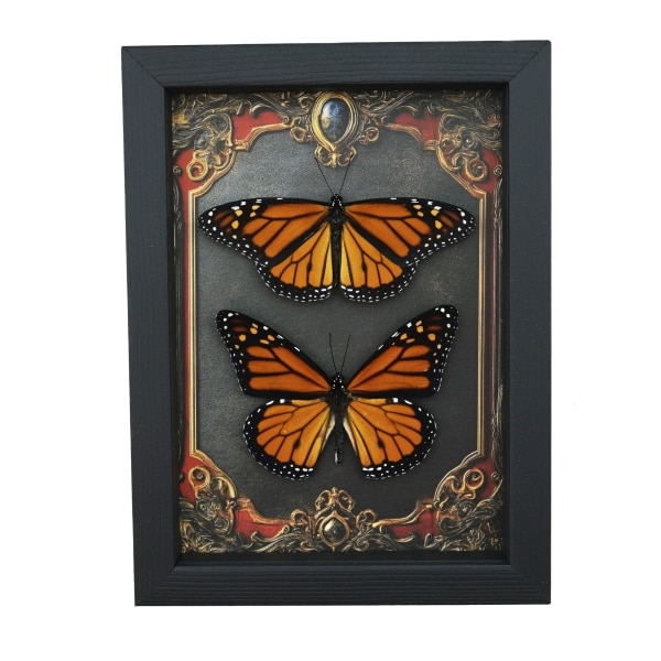 Framed Monarch Butterfly Set Gothic Red Border Danaus Plexippus Resting Taxidermy Display