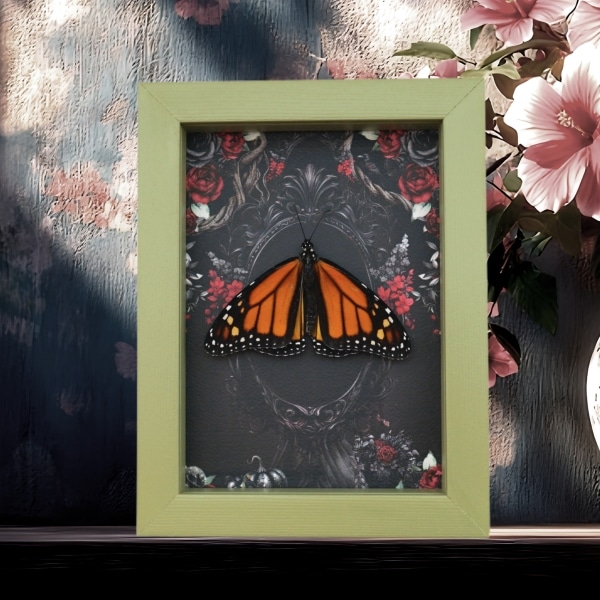 Real Monarch Butterfly Gothic Black Roses Danaus plexippus Male Resting Framed Taxidermy Sage Green Display