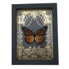 Monarch Butterfly Gold Foil Art Nouveau Garden Danaus Plexippus Female Framed Taxidermy